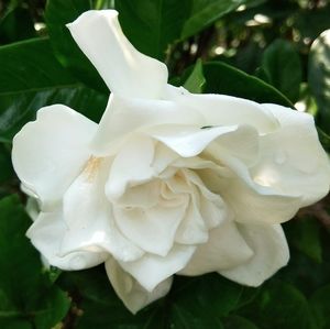 Meet your Posher, Irma